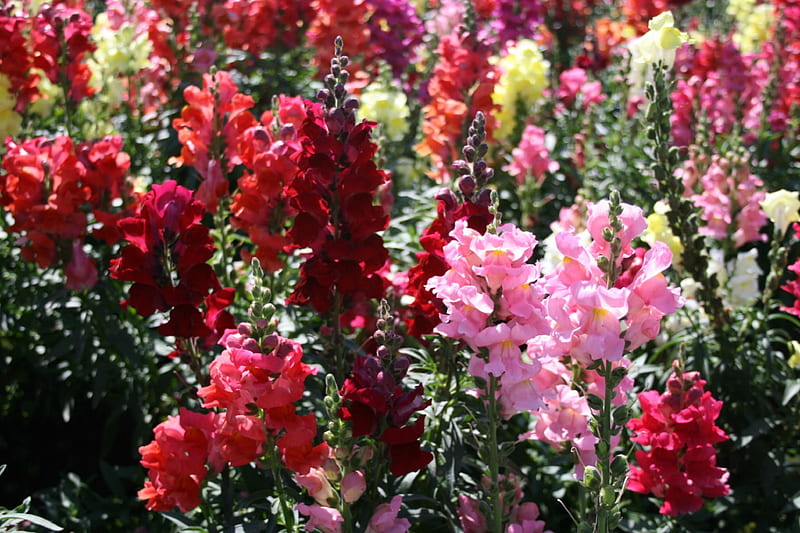 snapdragons Flowers on a picnic day at the park 33, red, green, flowers, yellow, pink, snapdragons, HD wallpaper