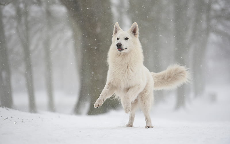 Swiss Shepherd, white fluffy dog, winter, snow, dogs, pets, forest, HD wallpaper