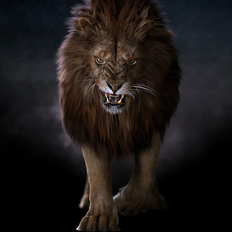 lion, predator, big cat, fangs, glance, HD phone wallpaper