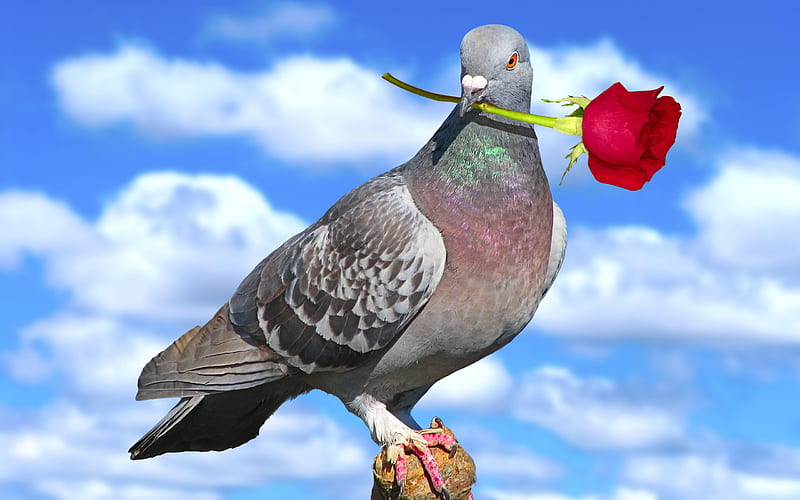 dove with rose, close-up, blue sky, peace bird, gray dove, gray birds, dove with flower, dove, HD wallpaper