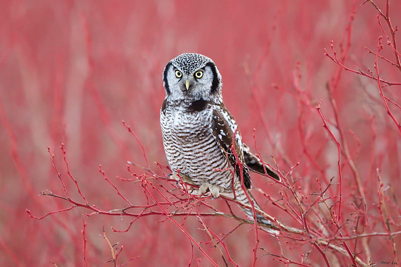 White Hawk Owl , owl, birds, HD wallpaper