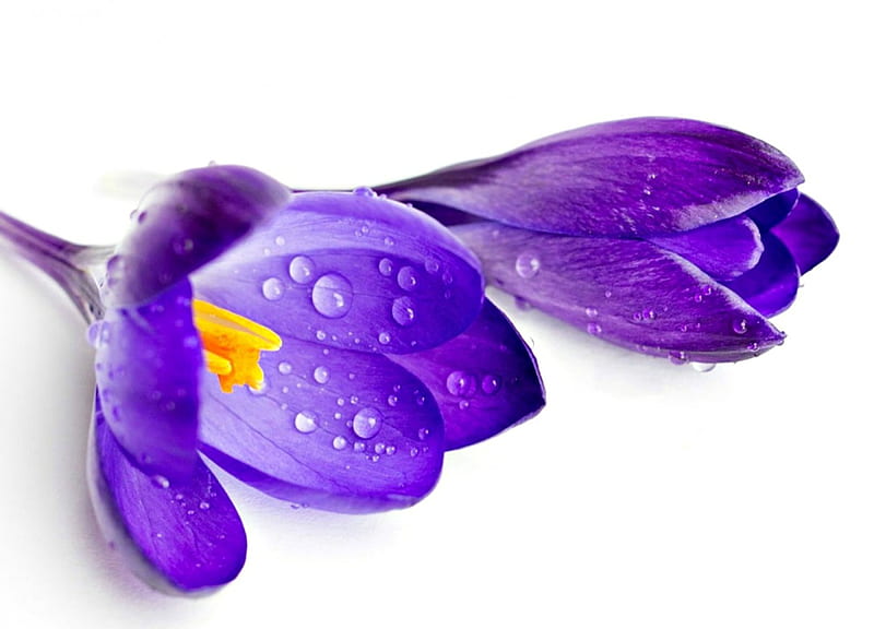 Crocuses have tears this year on Women's Day!, crocus, spring, miss, purple, in memory, water drops, kate, tears, flower, white, HD wallpaper