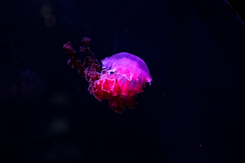 pink and purple jelly fish, HD wallpaper