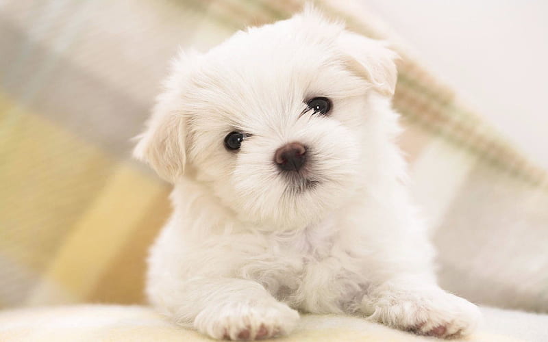 Maltese Dog, puppy, close-up, white dog, cute animals, pets, dogs, Maltese, HD wallpaper