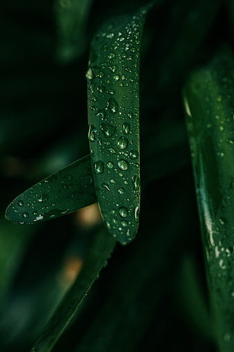 Grass, greens, drops, wet, macro, HD phone wallpaper | Peakpx