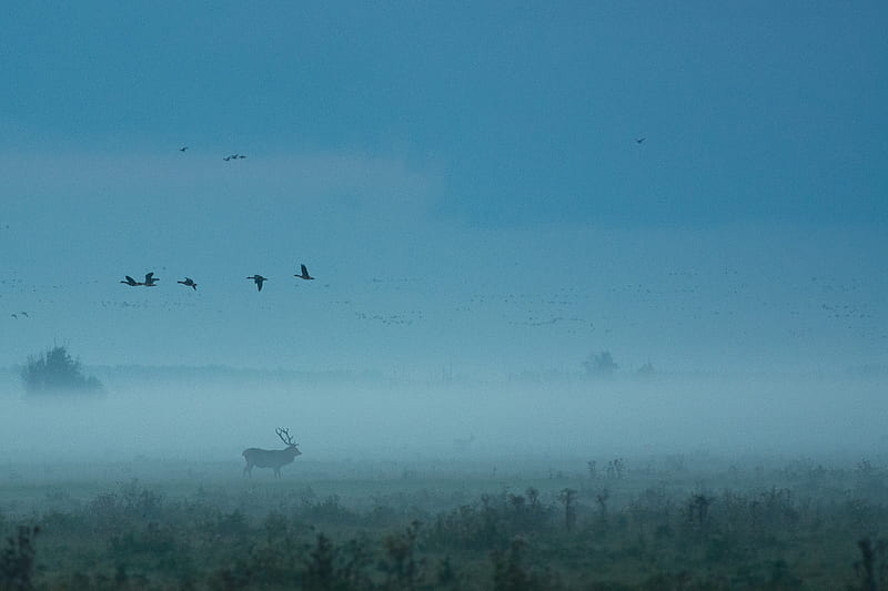 Red Deer Fog Mist , reindeer, deer, animals, fog, birds, HD wallpaper