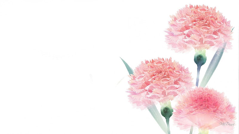 Frosty Pink Carnations, perfume, flowers, fragrant, soft, carnations, bouquet, flowers, simple, pink, HD wallpaper