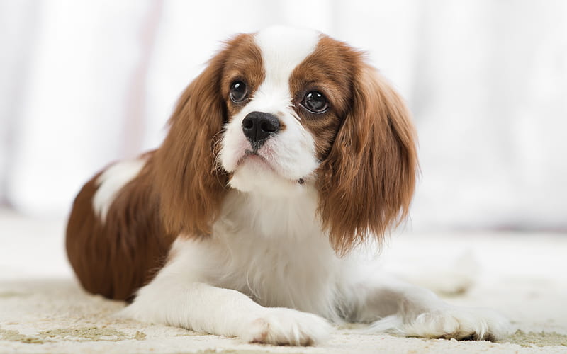 Cavalier King Charles Spaniel, white brown dogs, cute animals, pets, dogs, spaniels, HD wallpaper