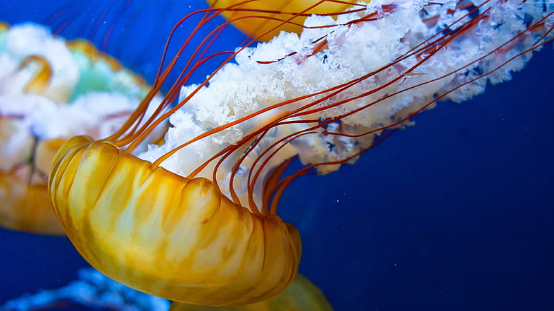 japanese sea nettle, jellyfish, nettle, japanese, sea, HD wallpaper
