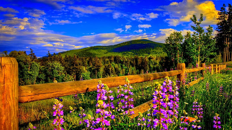 Springtime, fence, grass, plant, spring, sky, mountains, flowers, nature, landscape, field, meadow, HD wallpaper