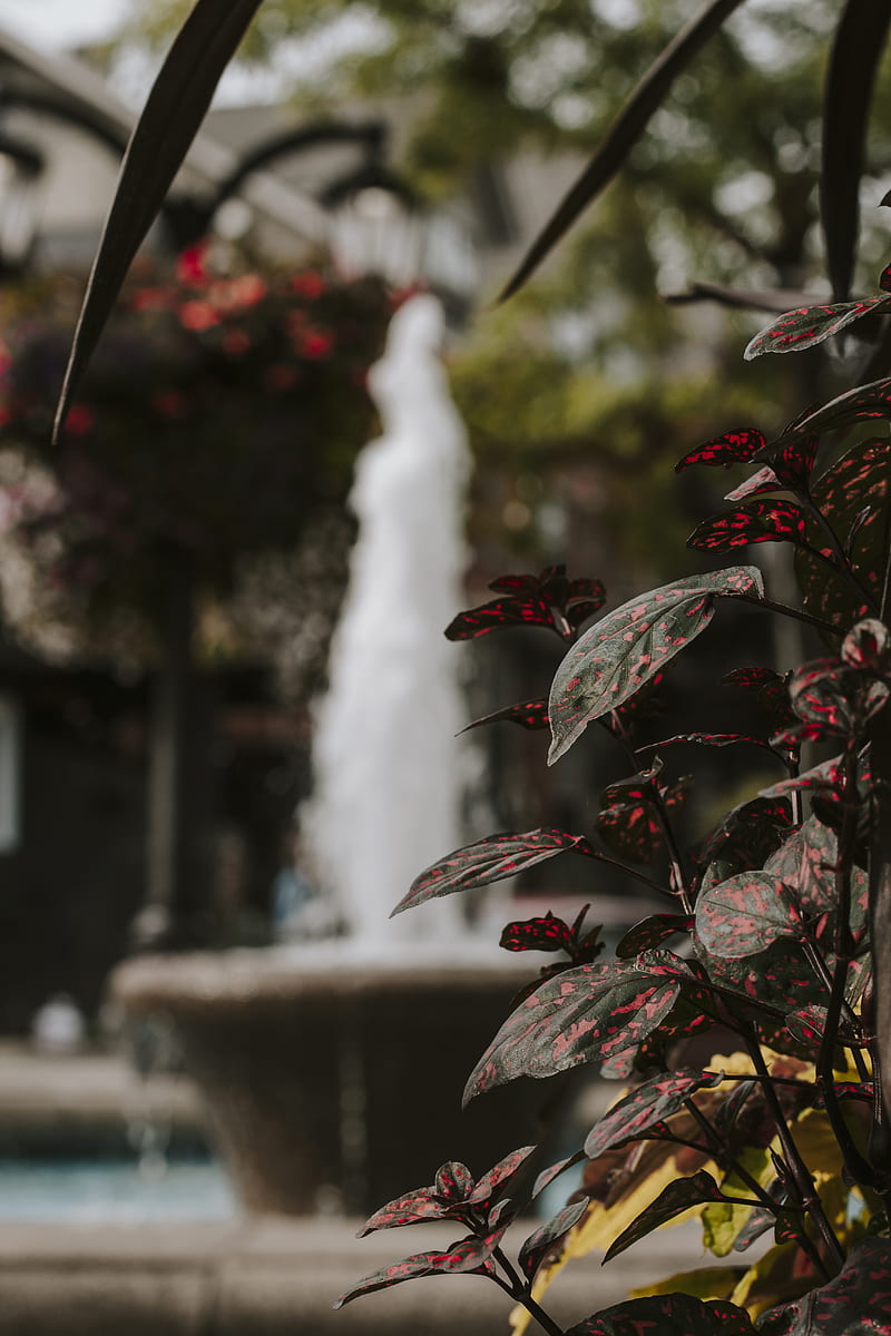 red and green leaves with water fountain in the distance, HD phone wallpaper