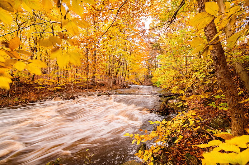 river, forest, autumn, trees, yellow, HD wallpaper