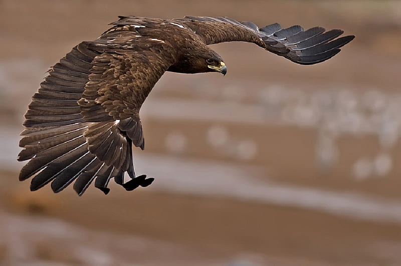 Dominant Eagle, amazing, brown, high, flight, HD wallpaper | Peakpx