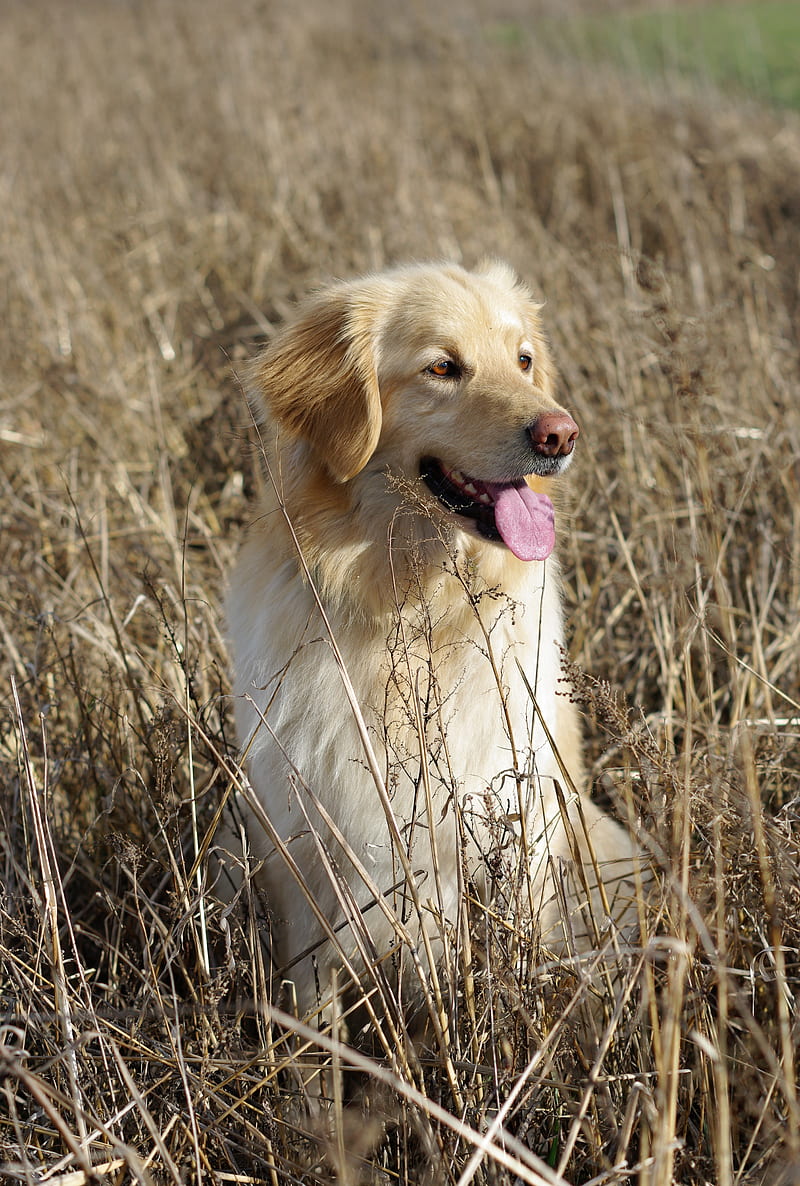 golden retriever, retriever dog, protruding tongue, HD phone wallpaper