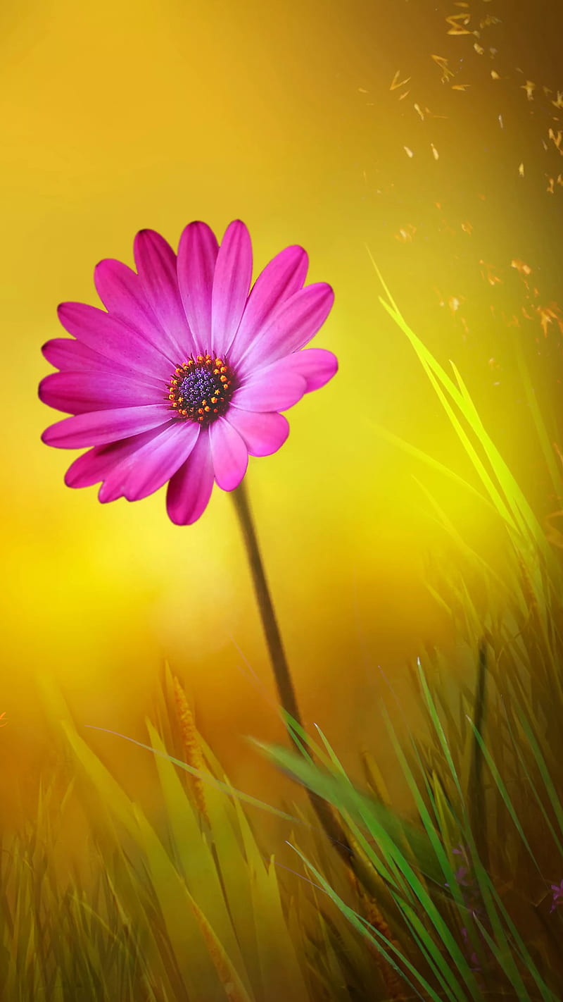 Pink, daisy, flower, flower, grass, nature, yellow, HD phone wallpaper