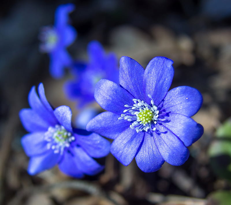 Flowers, blue, texture, black, flower, paper, pink, white, HD wallpaper