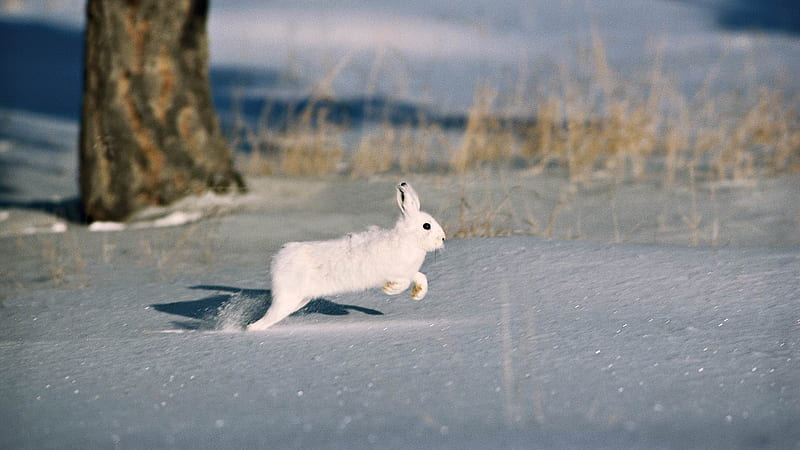 snow trees rodent fur coat rabbit-wild animals, HD wallpaper