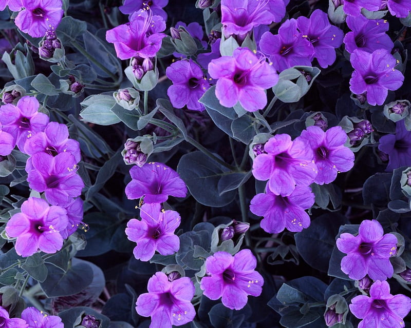 Flores violetas, flores lindas, naturaleza, violeta, Fondo de pantalla HD |  Peakpx