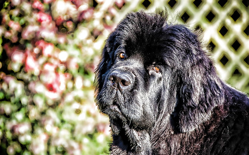 Newfoundland dog, black dog, pets, bokeh, black newfoundland, dogs, close-up, cute animals, Newfoundland, HD wallpaper