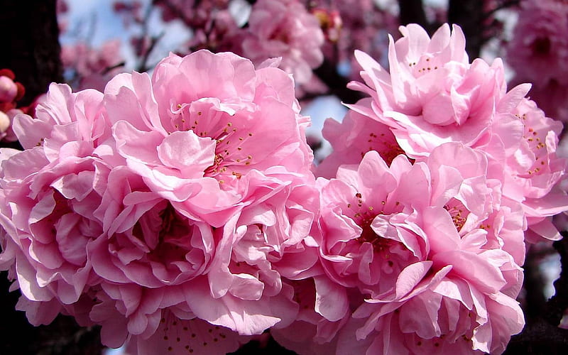 Beautiful blooms, large, flowers, blossoms, nature, bonito, spring, pink, HD wallpaper