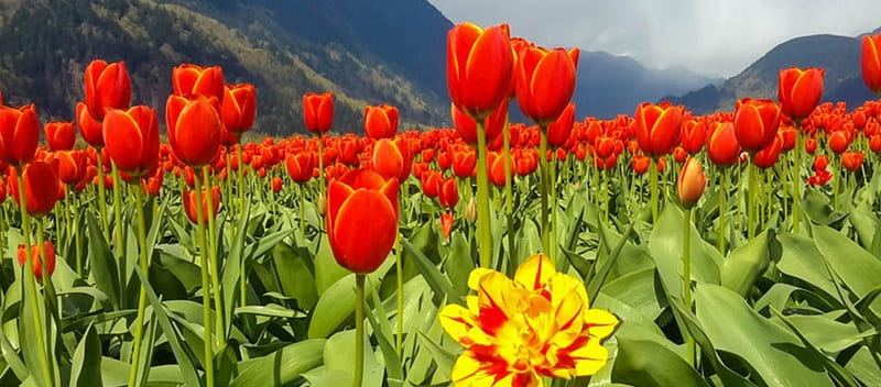 Sea of Tulips, flower, nature, fields, tulips, HD wallpaper