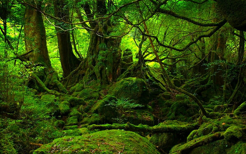 Bosque encantado, bosque, naturaleza, árboles, verde, Fondo de pantalla HD  | Peakpx