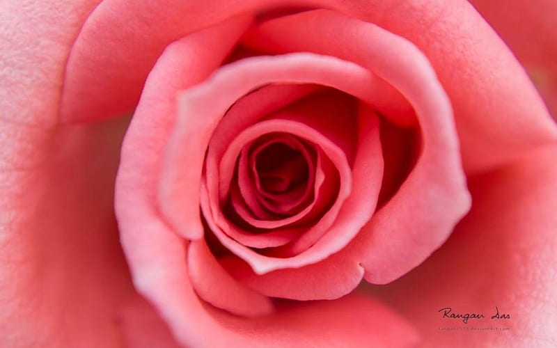 Garden glimpses VII., rose spring, abstract, pink rose, graphy macro, flowers, nature, petals, HD wallpaper