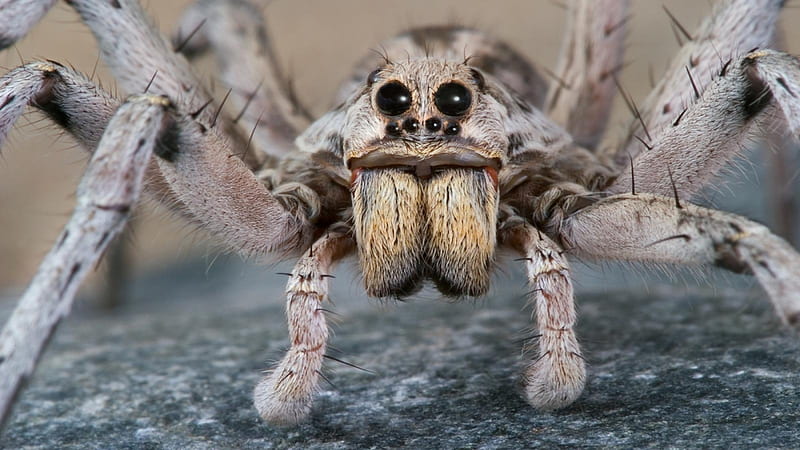 wolf spider, insect, wolf, spider, animal, HD wallpaper