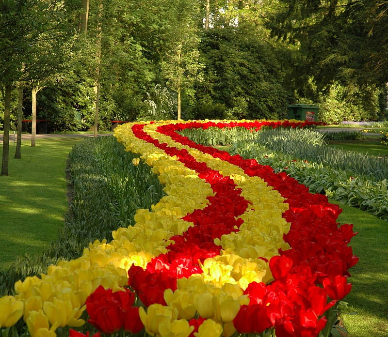 Tulip Strips, coloured stips, garden bed, flowers, park, tulips, HD wallpaper