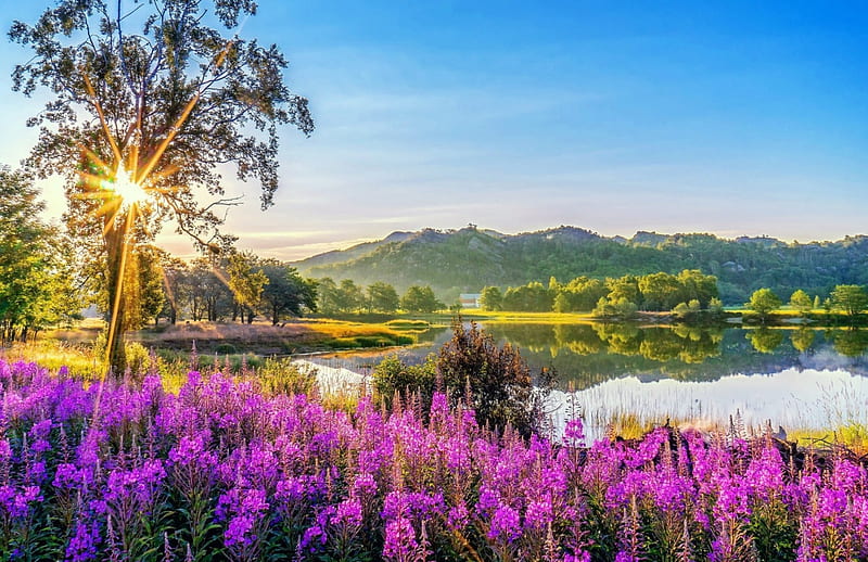 Morning Sunrise, Lake, Flowers, Sunrise, Nature, HD wallpaper | Peakpx