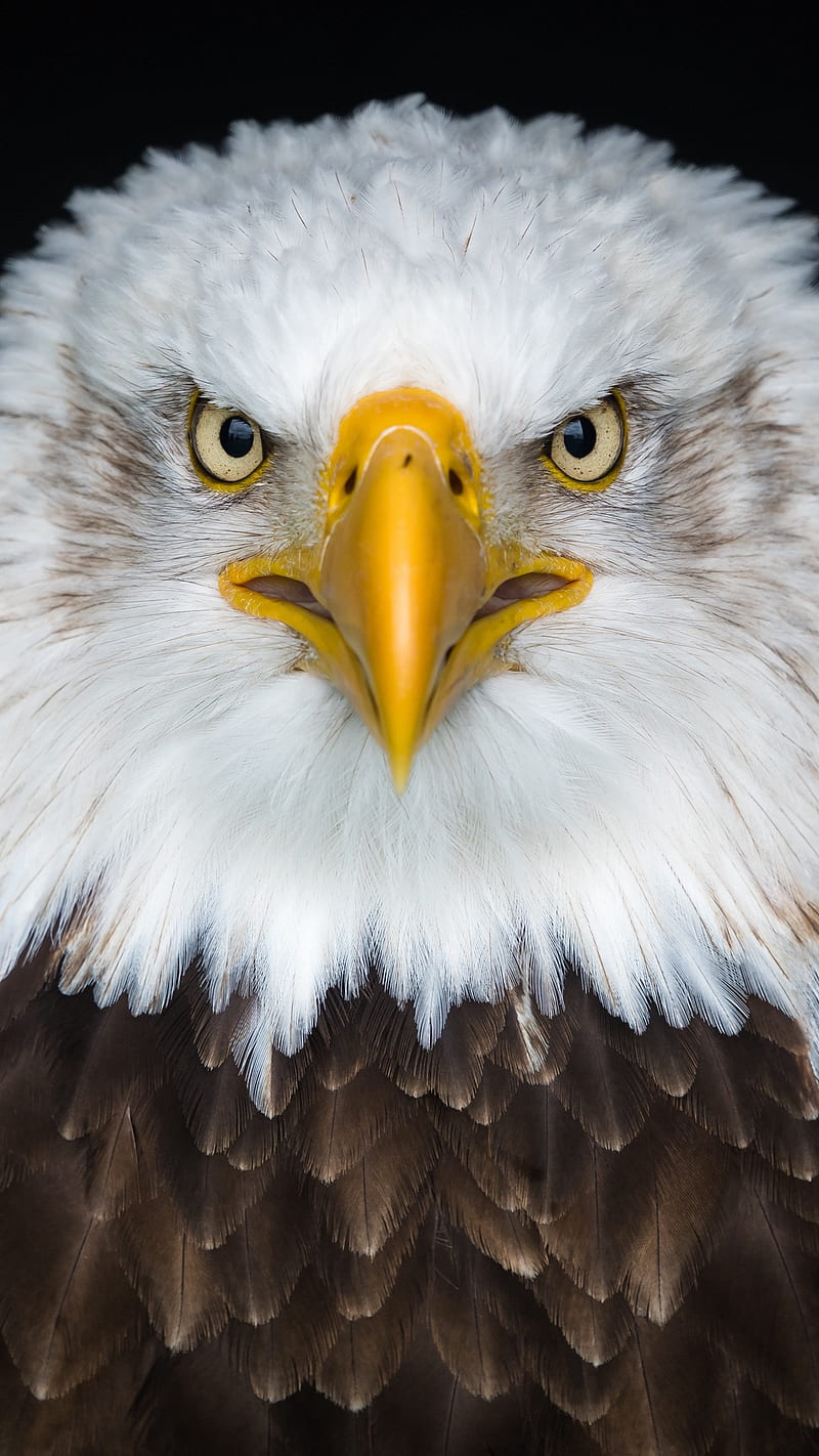 Angry Eagle , predator, bird, bald eagle, angry bird, face, animal, wild, angry eagle, HD phone wallpaper