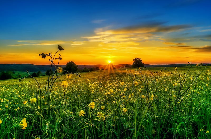 Campo al atardecer, césped, luz del sol, bonito, puesta de sol, cielo,  flores silvestres, Fondo de pantalla HD | Peakpx