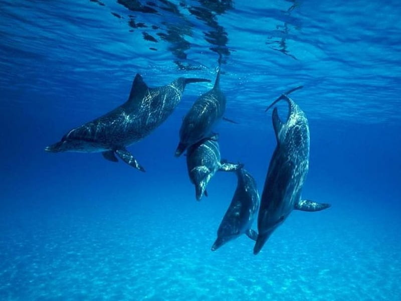 Amazing Dolphins Amazing Dolphins Hd Wallpaper Peakpx