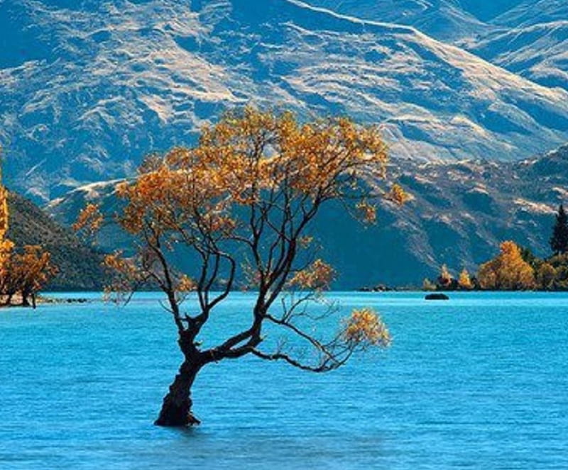 Lone Tree in Lake of Blue, lakes, mountains, nature, trees, blue, HD wallpaper