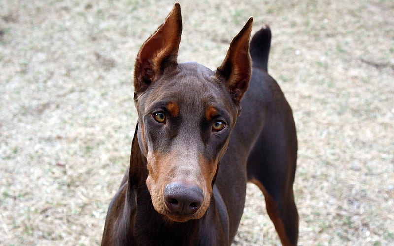 Vogue  Scary dogs Dog  Black doberman Without Warning HD phone wallpaper   Pxfuel