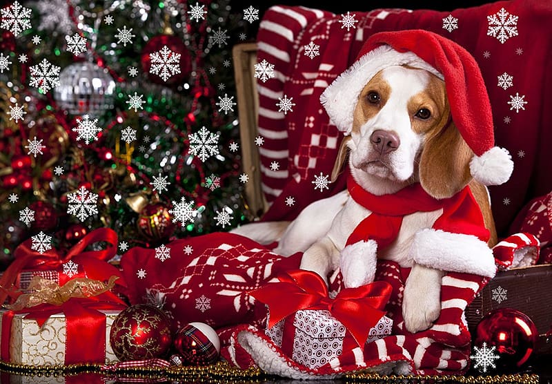 Beagle Dogs Christmas Winter hat present Animals, HD wallpaper