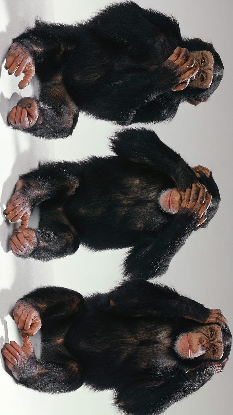 3 Monkeys, mnkys, three, HD phone wallpaper