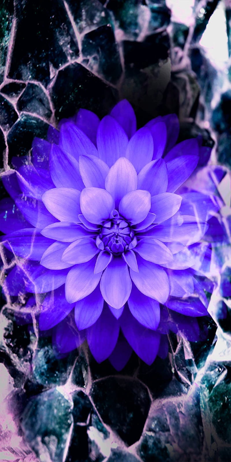 Purple Lotus , purple lotus, purple, lotus, flower, crackle, HD phone wallpaper