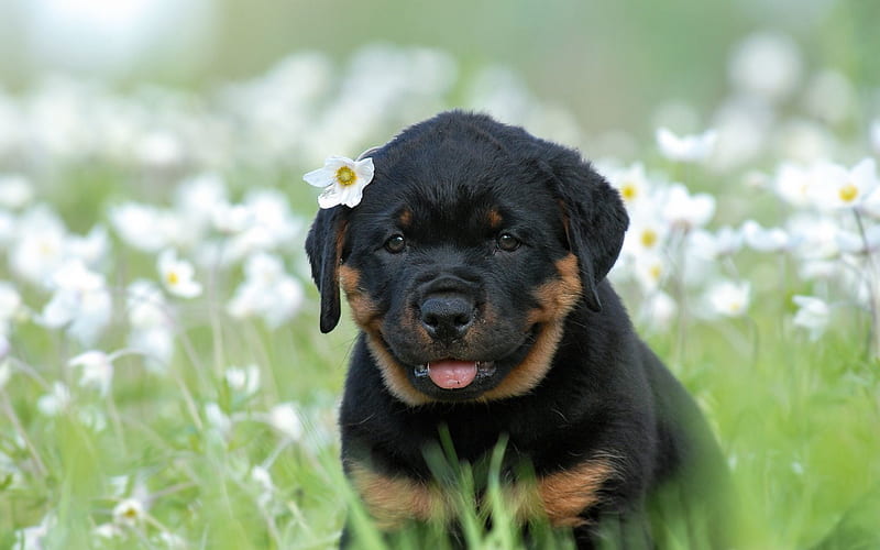 Rottweiler, little puppy, cute black little dog, wild flowers, chamomile, puppies, dogs, HD wallpaper