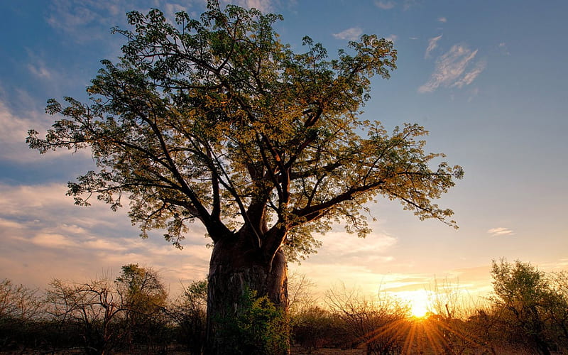 Africa-Baobab Tree-, amazing, tree, baobab, africa, HD wallpaper