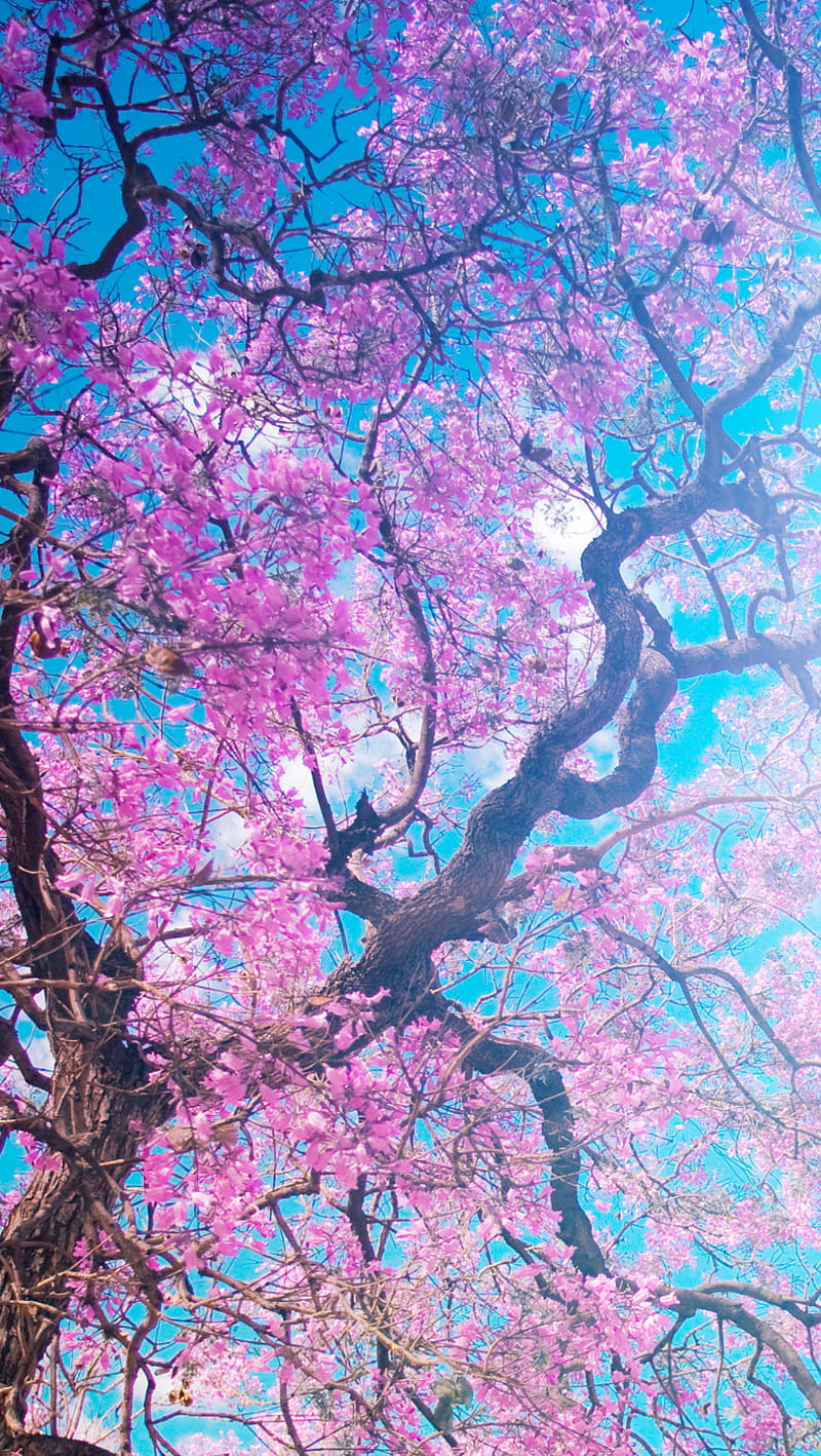 Sakura, cherry, sky, spring, sun, tree, HD phone wallpaper