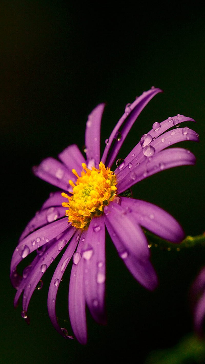 dew on purple flower, black, dew, flower, nature, purple, rain, waterdrops, yellow, HD phone wallpaper