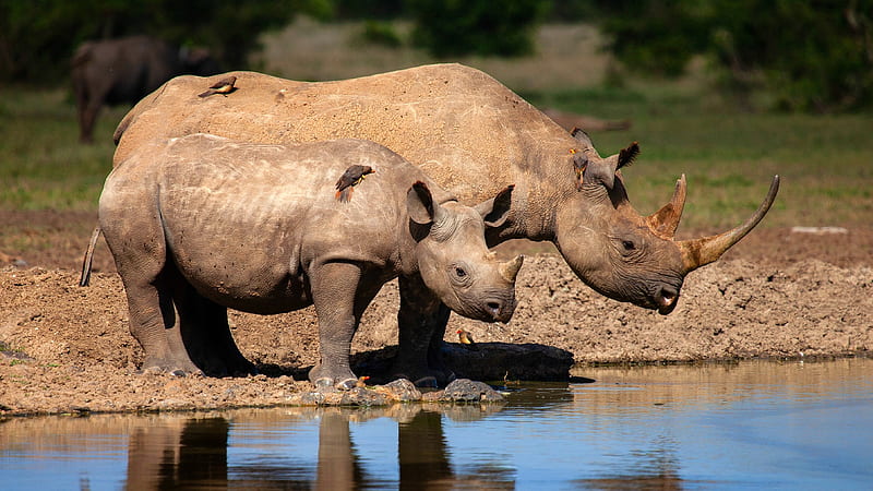 Rhinos at the Watering Hole, horns, animals, water, rhinos, mammals, HD wallpaper