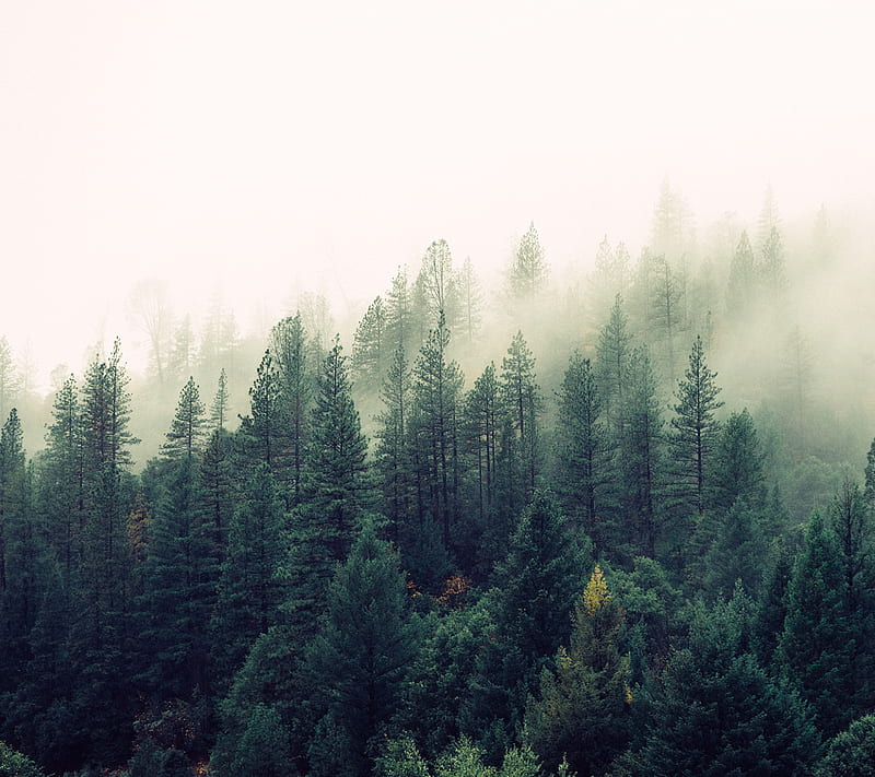 Forest, fog, morning, mountain, pine, HD wallpaper