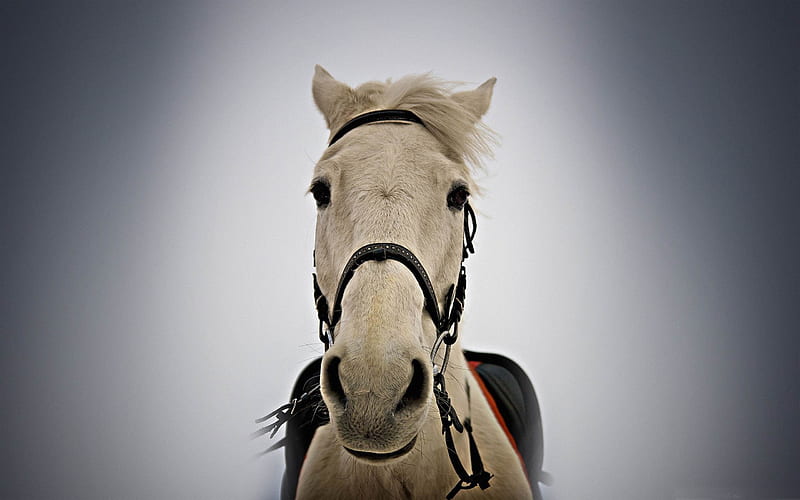 white horse portrait-Amazing Horse theme, HD wallpaper