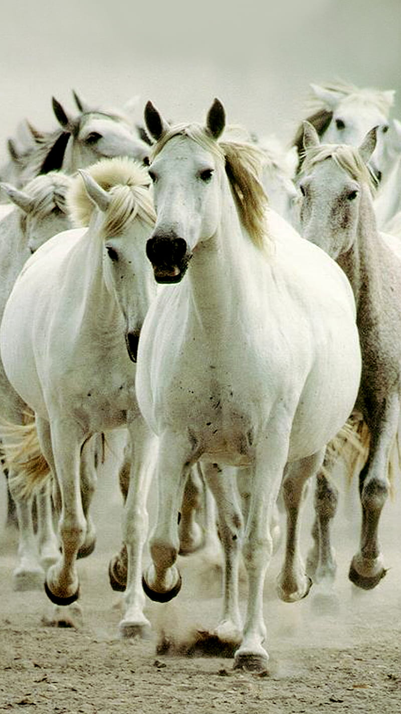 Wild Horses, away, couldnt, drag, me, HD phone wallpaper | Peakpx