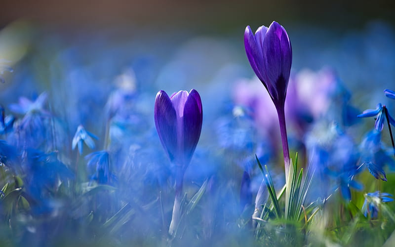crocuses, morning, purple spring flowers, blur, purple crocuses, spring, floral background, HD wallpaper