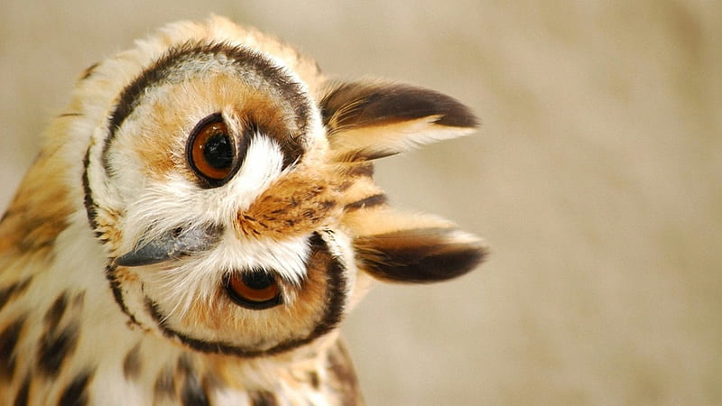 owl , owl, bird, snowy owl, vertebrate, bird of prey - Use, Cool Owl, HD wallpaper