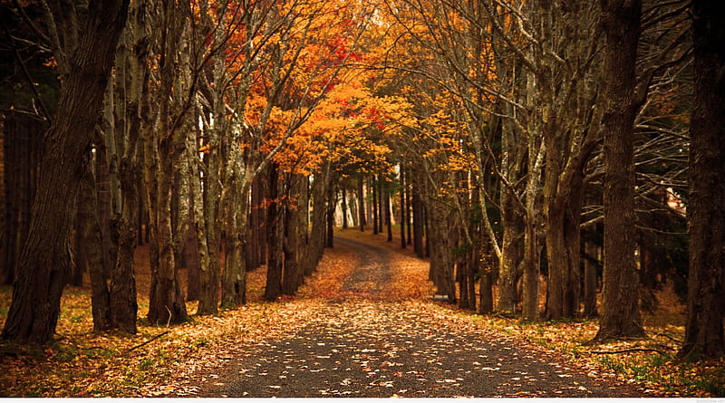 Late Autumn, late, street, leaves, autumn, nature, seasons, HD wallpaper