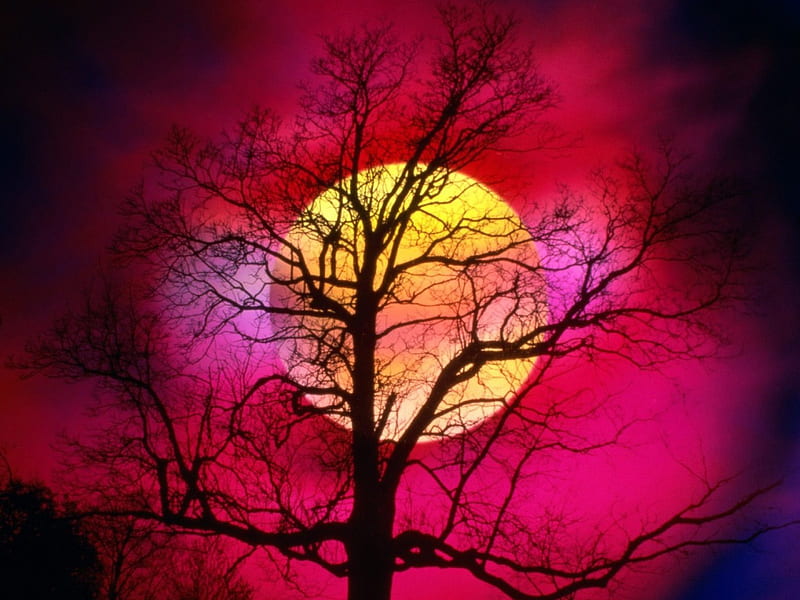THE SUN, red, tree, sun, sunset, dead tree, HD wallpaper